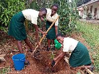 Women working in forestry