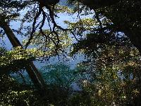 Experts work towards restoration of Latin America’s forests