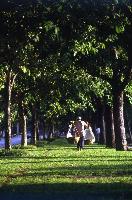 Asia-Pacific looks at greening cities to improve lives and livelihoods