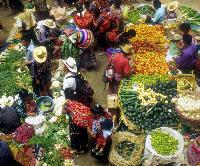 Latin America working to strengthen forest and farm producer organizations