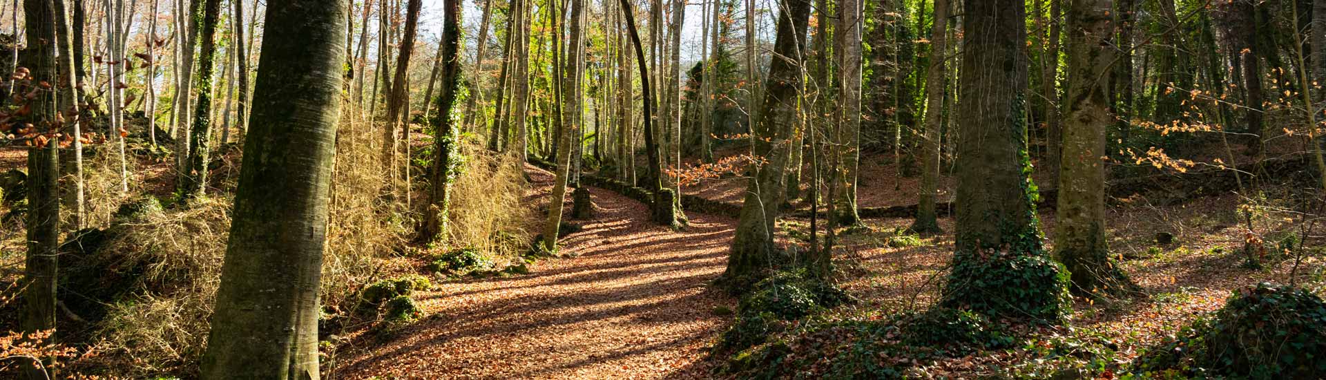 How Much Is Forestry Land In Ireland?