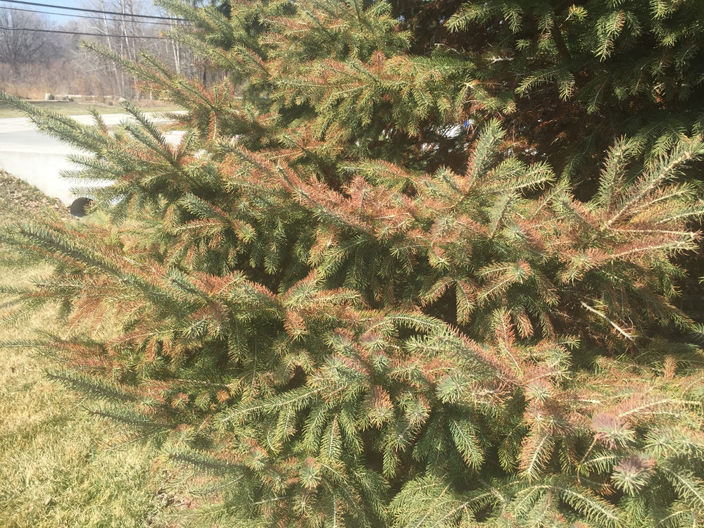 What Does Wisconsin Zoned Forestry Mean?