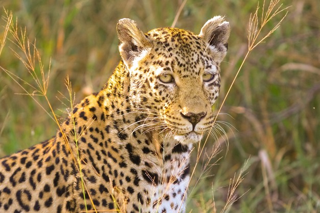 Do Wildlife Biologists Travel A Lot