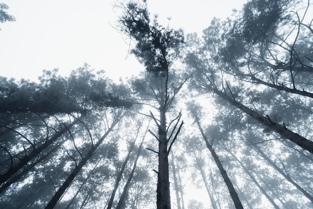 How Long Will It Take To Forestry Mulch 5 Acreage?