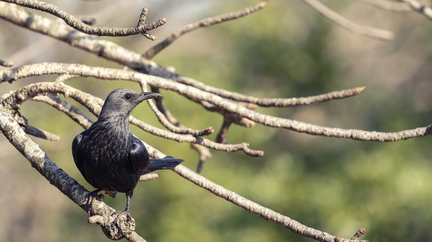 How Much Wildlife Biologist Get Paid
