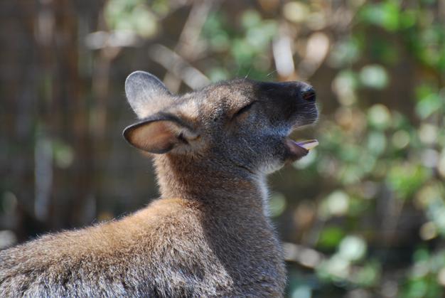 How To Become Wildlife Biologist In India