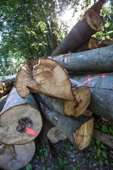How To Breed A Common Bee Forestry?
