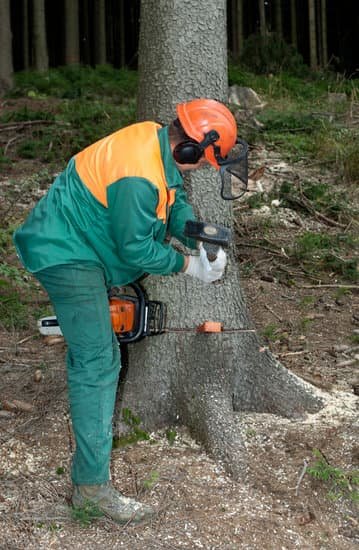 How To Calculate Baf Forestry?