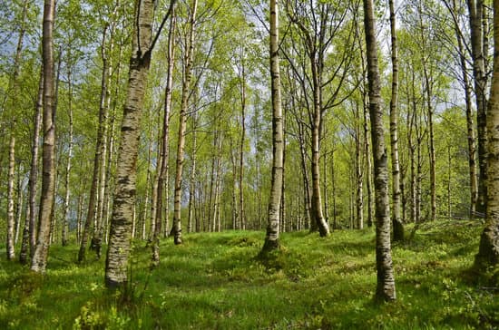 How To Sell Forestry?