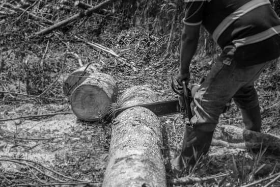 Is Forestry As A Study Capitalozed?