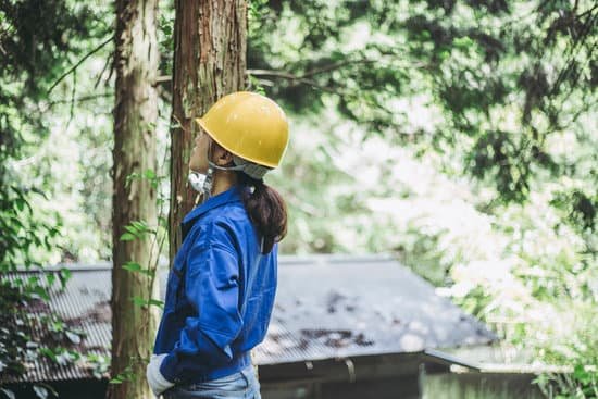Is Forestry Corp?