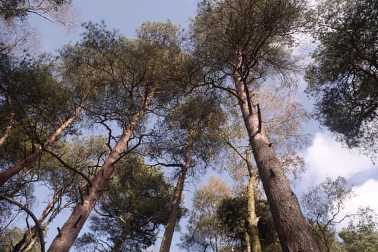Is Forestry Good For The Environment?