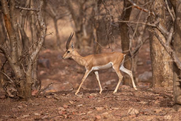 What Is The Salary Of A Wildlife Biologist