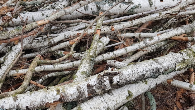 What Is Ucf In Urban Forestry?