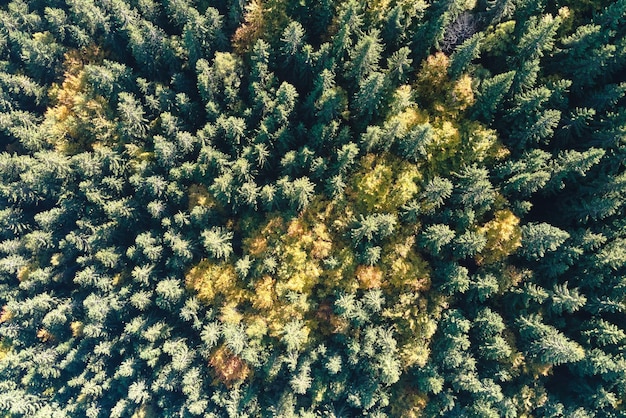 What Ispre Forestry?