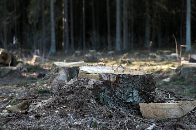 Where Can You Overland At Hoosier National Forestry?