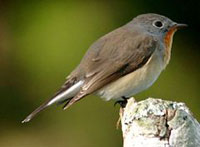 Red-breasted Flycatcher, Ficedula parva. Photograph by Suresh V.S. sureshsv AT freeshell.org At Nandi Hills, Bangalore, India. December 2005