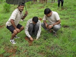 Plantation in rukum