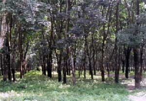 Sanischare-1, Jhapa Farm