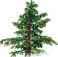 Seed tree
